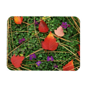 VS, Washington, Spokane County, Hawthorn Leaves 3 Magneet