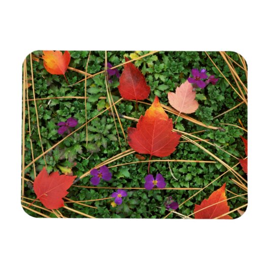 VS, Washington, Spokane County, Hawthorn Leaves 3 Magneet (Horizontaal)