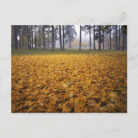 VS, Washington, Spokane, Manito Park, Herfst Briefkaart (Voorkant)
