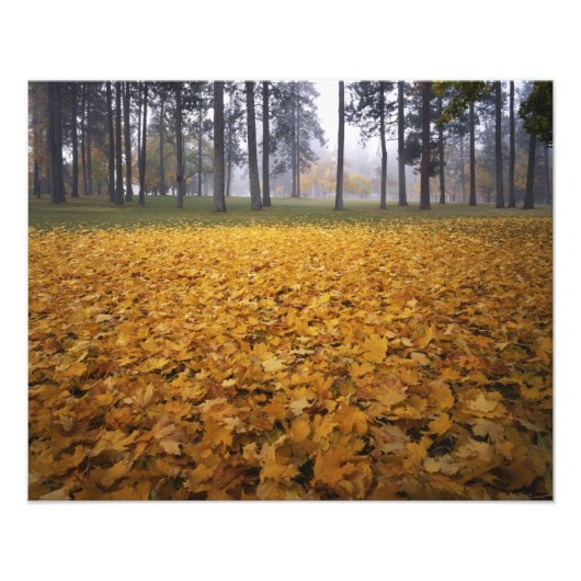 VS, Washington, Spokane, Manito Park, Herfst Foto Afdruk (Voorkant)