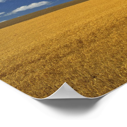 VS, Washington State, Colfax. Ripe gerst ontmoet Poster (Hoek)