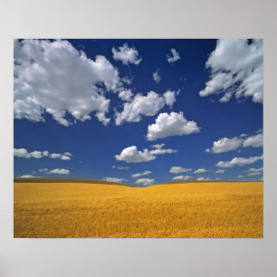 VS, Washington State, Colfax. Ripe gerst ontmoet Poster