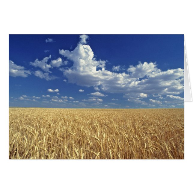 VS, Washington State, Colfax. Ripe tarwe (Voorkant Horizontaal)