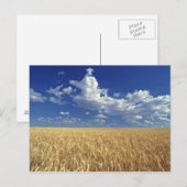 VS, Washington State, Colfax. Ripe tarwe Briefkaart (Voorkant / Achterkant)