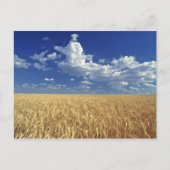 VS, Washington State, Colfax. Ripe tarwe Briefkaart (Voorkant)