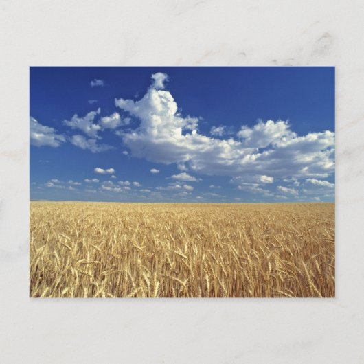 VS, Washington State, Colfax. Ripe tarwe Briefkaart (Voorkant)