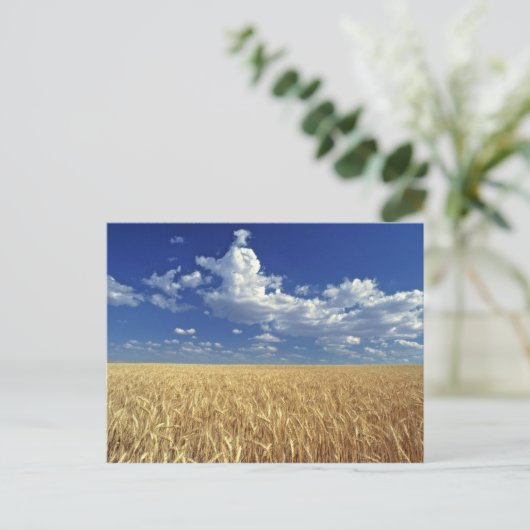 VS, Washington State, Colfax. Ripe tarwe Briefkaart (Staand voorkant)