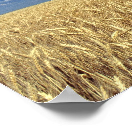 VS, Washington State, Colfax. Ripe tarwe Poster (Hoek)