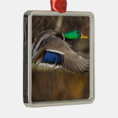 VS, Washington State, Mallard, man, vlucht. Metalen Ornament (Rechts)