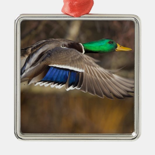 VS, Washington State, Mallard, man, vlucht. Metalen Ornament (Voorkant)