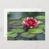 VS, Washington State, Seattle. Waterlelie en Briefkaart (Voorkant / Achterkant)