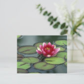 VS, Washington State, Seattle. Waterlelie en Briefkaart (Staand voorkant)