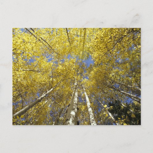 VS, Washington, Stevens Pass Herfstkleuring van es Briefkaart (Voorkant)