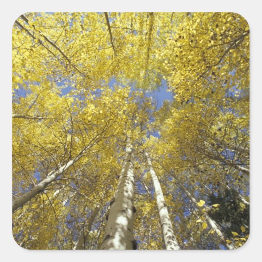VS, Washington, Stevens Pass Herfstkleuring van es Vierkante Sticker (Voorkant)