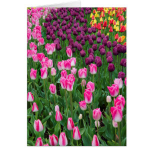 VS, Washington. Tulpen bloeien