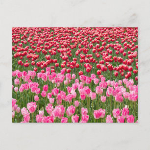 VS, Washington. Veld met kleurrijke tulpen Briefkaart