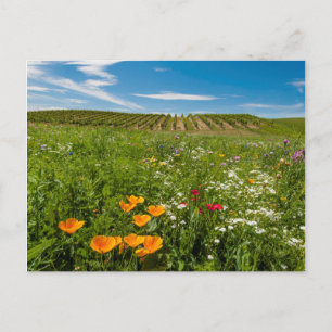 VS, Washington, Walla Walla. Wilde bloemen Briefkaart