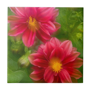VS, Washington, Whidbey Island. Dahlia montage Tegeltje