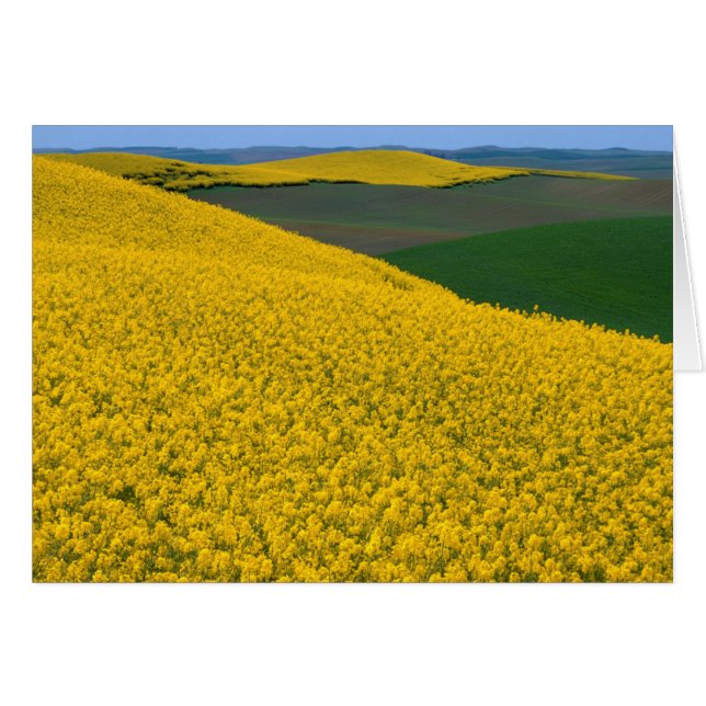 VS, Washington, Whitman County, Palouse, Koolzaad (Voorkant Horizontaal)