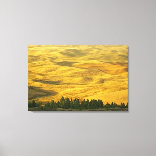 VS, Washington, Whitman County, Palouse, Tarwe Canvas Afdruk (Voorkant)