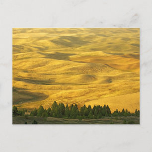 VS, Washington, Whitman County, Palouse, Wheat Briefkaart