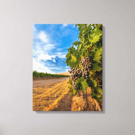 VS, Washington, Yakima-vallei. Merlotdruiven Canvas Afdruk (Voorkant)