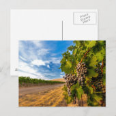 VS, Washington, Yakima Valley. Merlot Grapes Briefkaart (Voorkant / Achterkant)