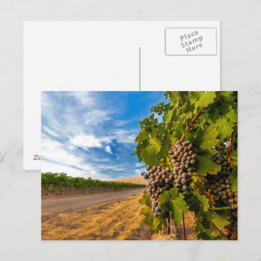 VS, Washington, Yakima Valley. Merlot Grapes Briefkaart (Voorkant / Achterkant)