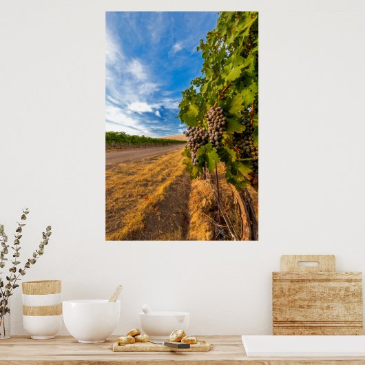 VS, Washington, Yakima Valley. Merlot Grapes Poster (Keuken)