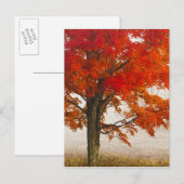 VS, West Virginia, Davis. Roodespel in herfst Briefkaart (Voorkant / Achterkant)