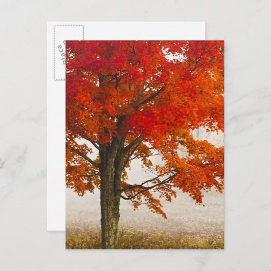 VS, West Virginia, Davis. Roodespel in herfst Briefkaart (Voorkant / Achterkant)