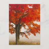 VS, West Virginia, Davis. Roodespel in herfst Briefkaart (Voorkant)