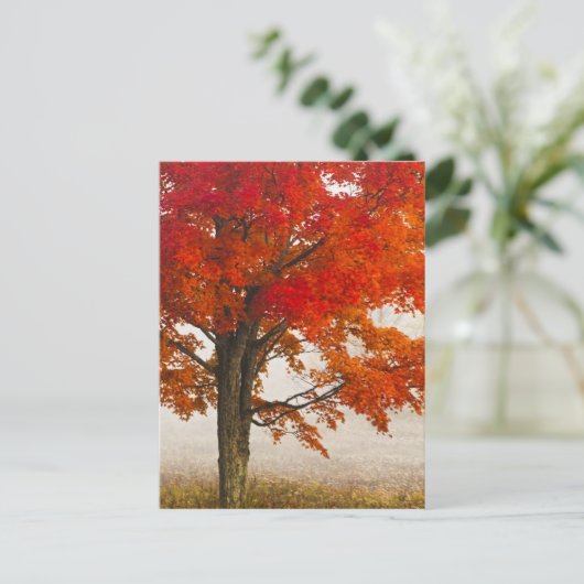 VS, West Virginia, Davis. Roodespel in herfst Briefkaart (Staand voorkant)