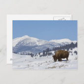 VS, WY, Yellowstone NP, American Bison Bison Briefkaart (Voorkant / Achterkant)