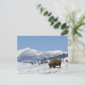 VS, WY, Yellowstone NP, American Bison Bison Briefkaart (Staand voorkant)