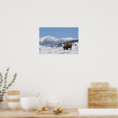 VS, WY, Yellowstone NP, American Bison Bison Poster (Keuken)
