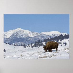 VS, WY, Yellowstone NP, American Bison Bison Poster