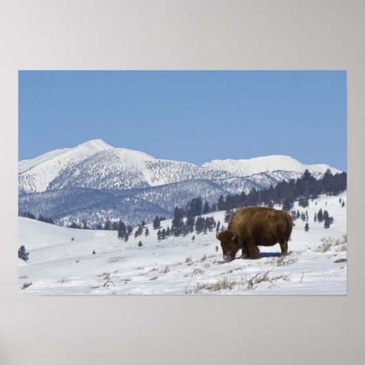 VS, WY, Yellowstone NP, American Bison Bison Poster (Voorkant)