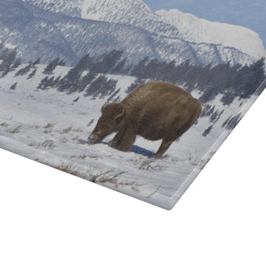 VS, WY, Yellowstone NP, American Bison Bison Snijplank (Hoek)