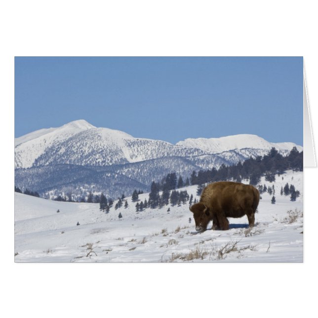 VS, WY, Yellowstone NP, Amerikaanse bizon Bison (Voorkant Horizontaal)
