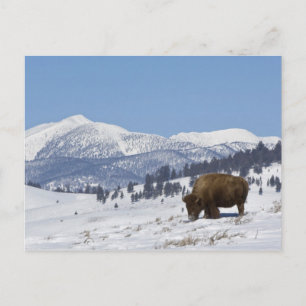 VS, WY, Yellowstone NP, Amerikaanse bizon Bison Briefkaart