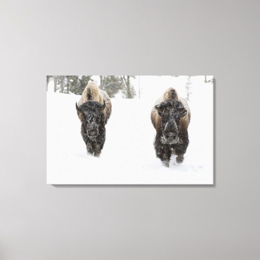 VS, WY, Yellowstone NP, Amerikaanse bizon (Bison Canvas Afdruk (Voorkant)