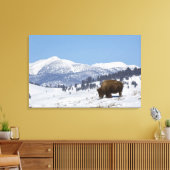 VS, WY, Yellowstone NP, Amerikaanse bizon Bison Canvas Afdruk (Insitu (Woonkamer))