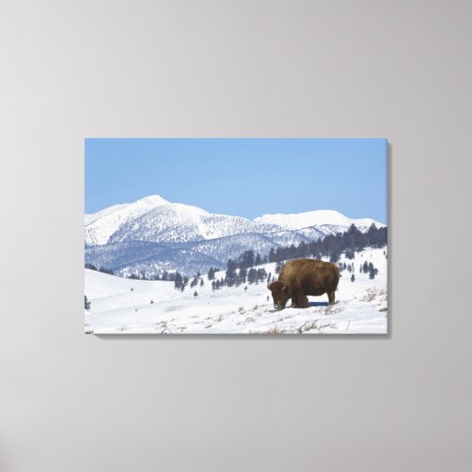 VS, WY, Yellowstone NP, Amerikaanse bizon Bison Canvas Afdruk (Voorkant)