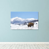 VS, WY, Yellowstone NP, Amerikaanse bizon Bison Canvas Afdruk (Insitu (Houten vloer))
