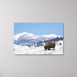 VS, WY, Yellowstone NP, Amerikaanse bizon Bison Canvas Afdruk