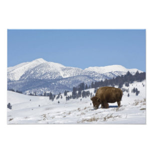 VS, WY, Yellowstone NP, Amerikaanse bizon Bison Foto Afdruk