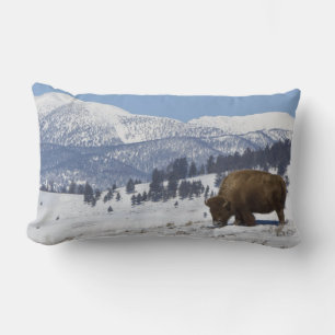 VS, WY, Yellowstone NP, Amerikaanse bizon Bison Kussen