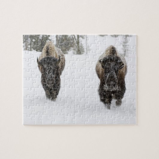 VS, WY, Yellowstone NP, Amerikaanse bizon (Bison Legpuzzel (Horizontaal)