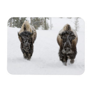 VS, WY, Yellowstone NP, Amerikaanse bizon (Bison Magneet